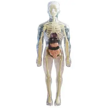 Anatomie Model Pentru Copii 3D de Anatomie Papusa Organ Model Moale Corpului Uman Vârstele de 4 Științei Și Educației Jucării Detașabile Organe Osoase